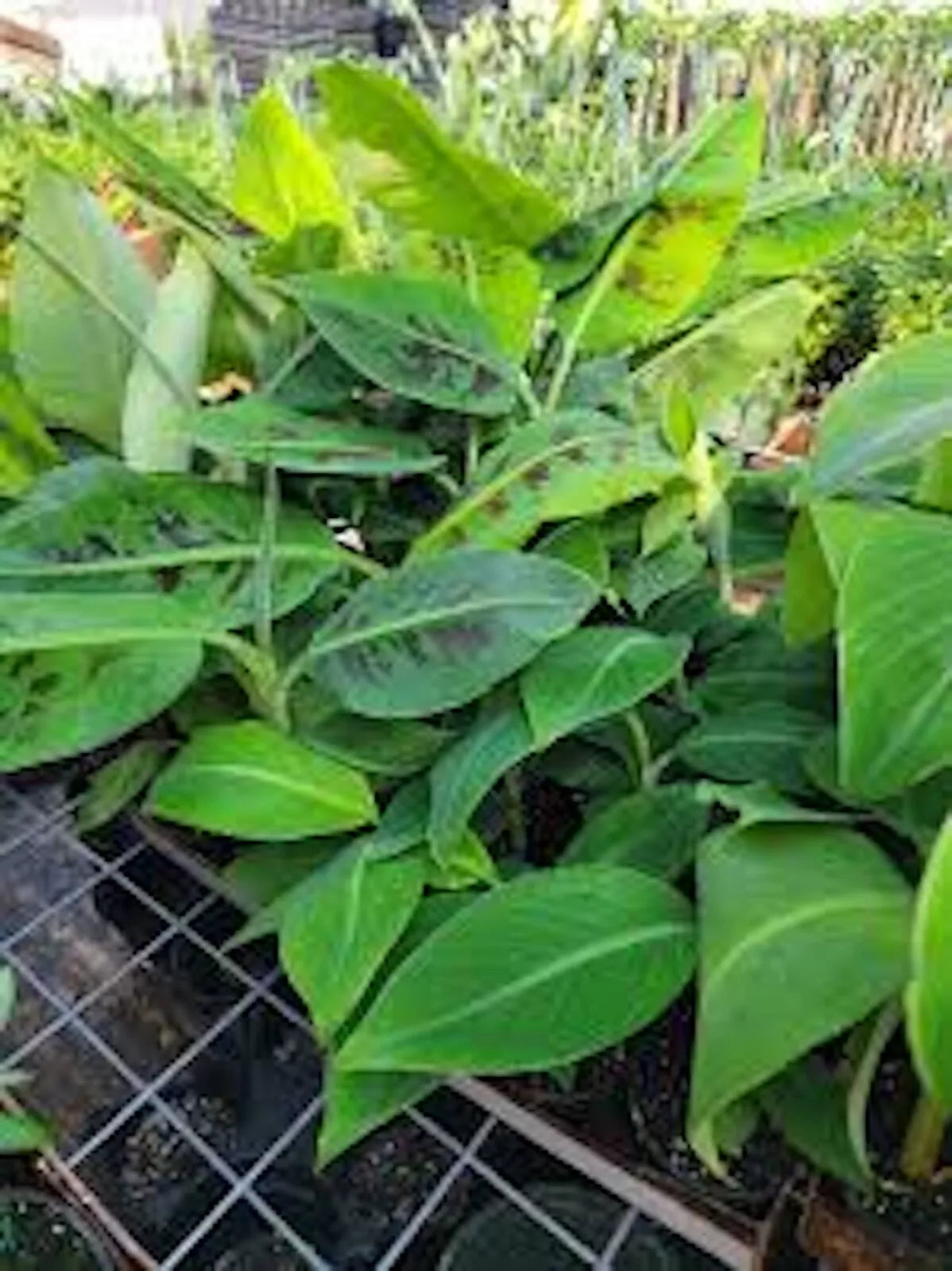 Double Mahoi Banana Plant - 5 Bare Root Double Headed Dwarf Cavendish - Musa acuminata - Fast Growing, Heat & Cold Tolerant