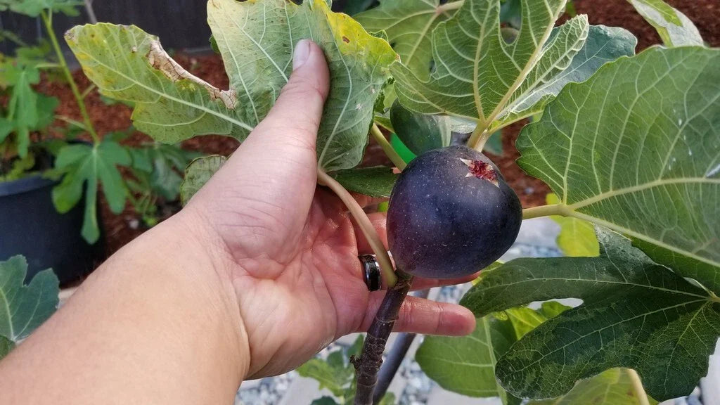 KATHLEEN'S BLACK FIG Live Starter Plant 4+ Inches - Ficus carica, Fruit Tree, Indoor/Outdoor Gardening, Edible Plant