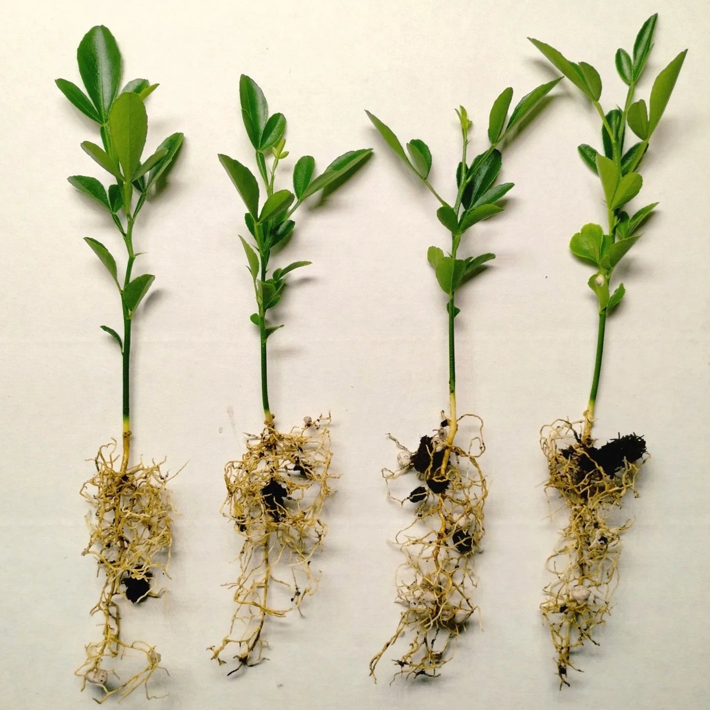 Cold Hardy Citrus Seedling 4-Pack - Varieties for Home Garden - Citrus spp.
