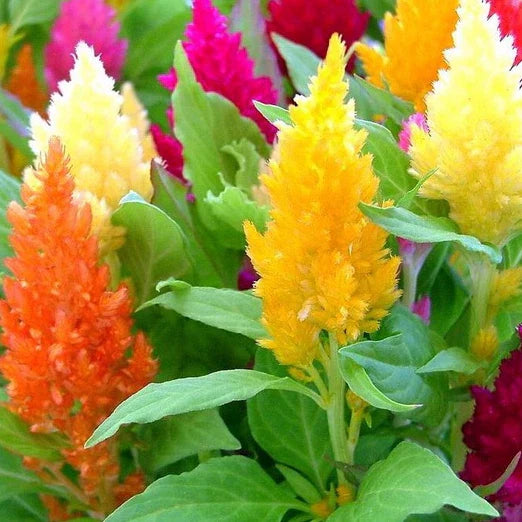 Pampas Plume Mix Celosia Seeds | 50-1,000 Non-GMO Seeds | Colorful Garden Flowers | Celosia argentea