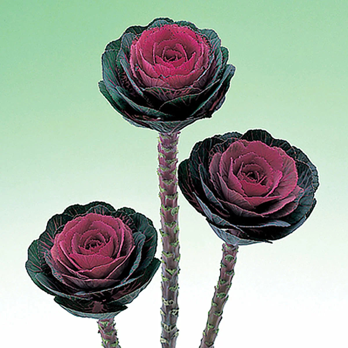 Ornamental Kale Seeds - Crane Red Variety - 40 Fresh Seeds - Brassica oleracea
