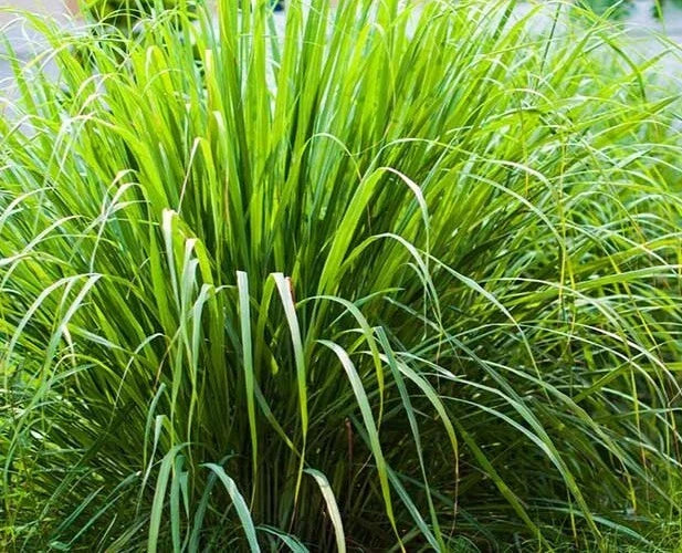 Lemon Grass Seeds 100 Count Organic Caribbean Fever Grass Cymbopogon Flexuosus
