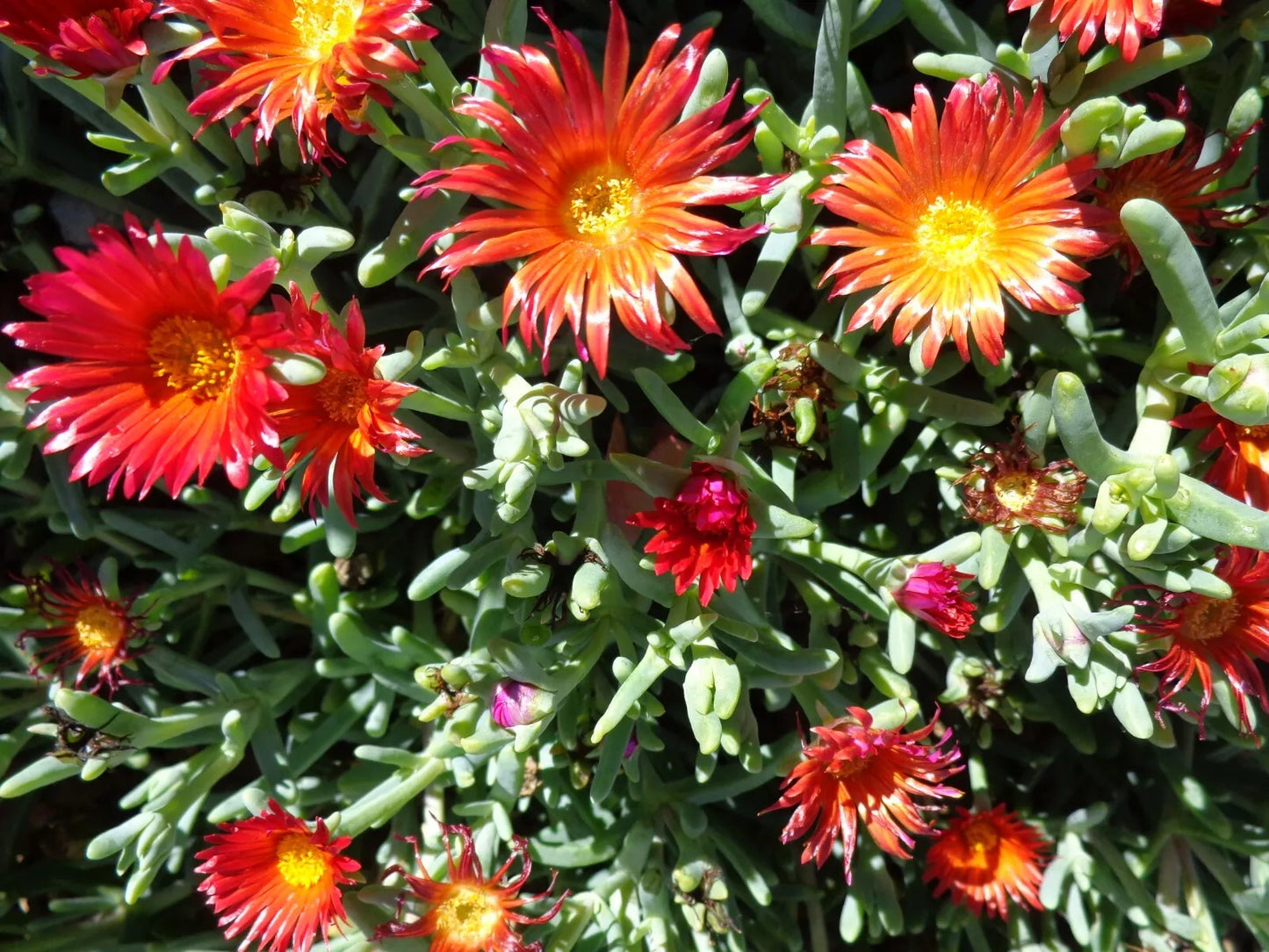 Ruby Color Coopers Hardy Ice Plant Ground Cover - 10 x 6" Fresh Cuttings (Delosperma cooperi)