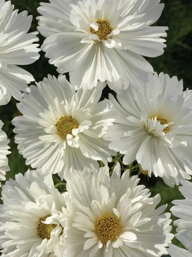 Cosmos Seeds - 100 Non-GMO Seeds - PSYCHE WHITE Unique White Blossoms - Cosmos bipinnatus