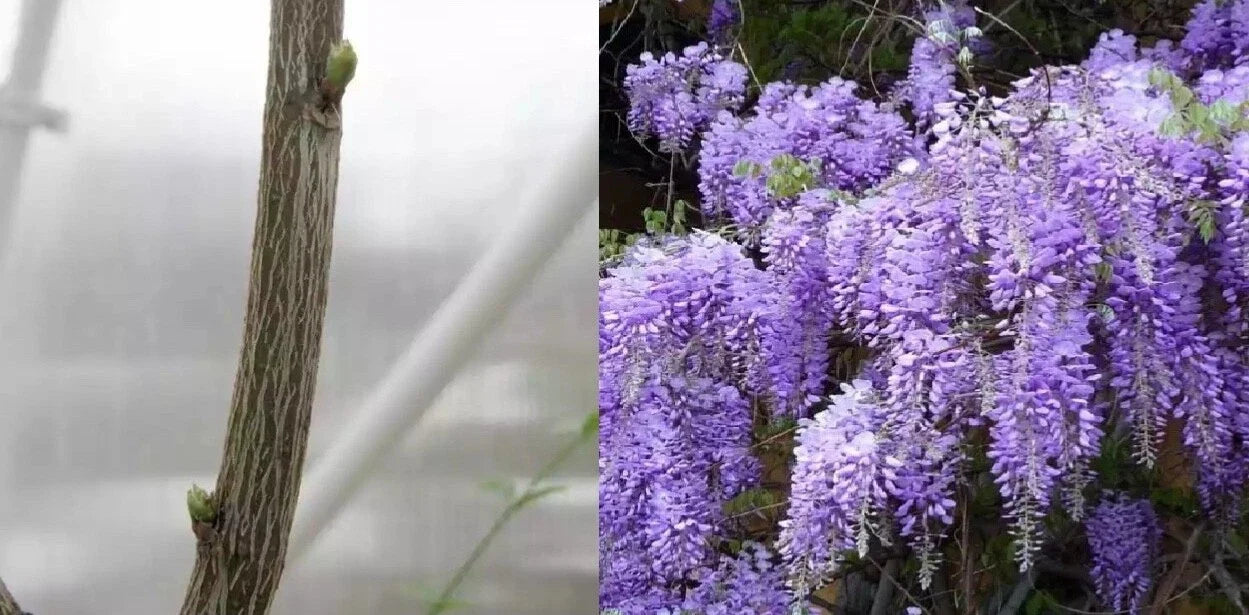 Unrooted Purple Wisteria Cuttings - 10 Premium Cuttings for Rooting and Grafting - Wisteria sinensis