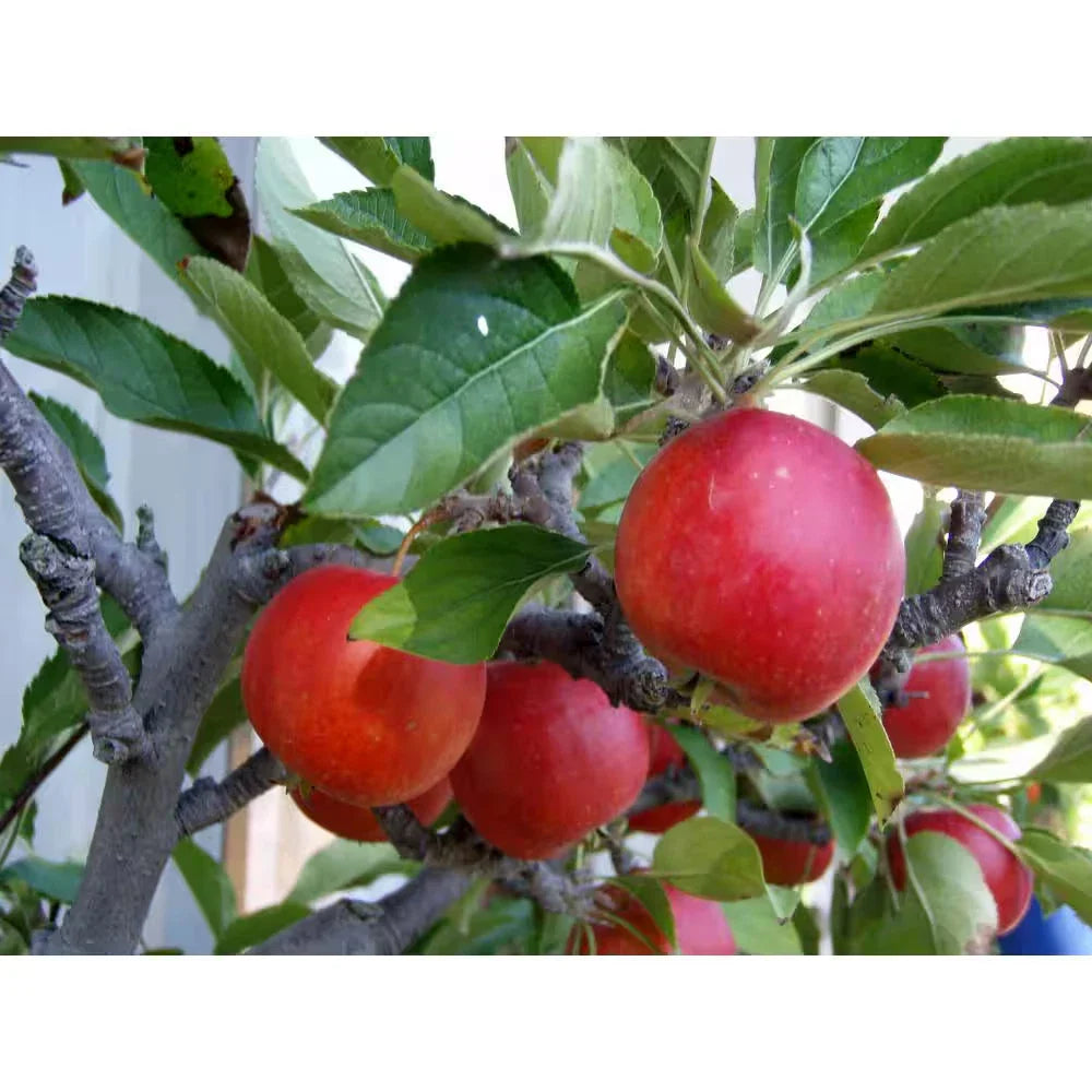 Dwarf Fuji Apple Tree Bare Root - Malus domestica 'Fuji' - Fruit Tree for Home Garden, Compact Size, Sweet Apples