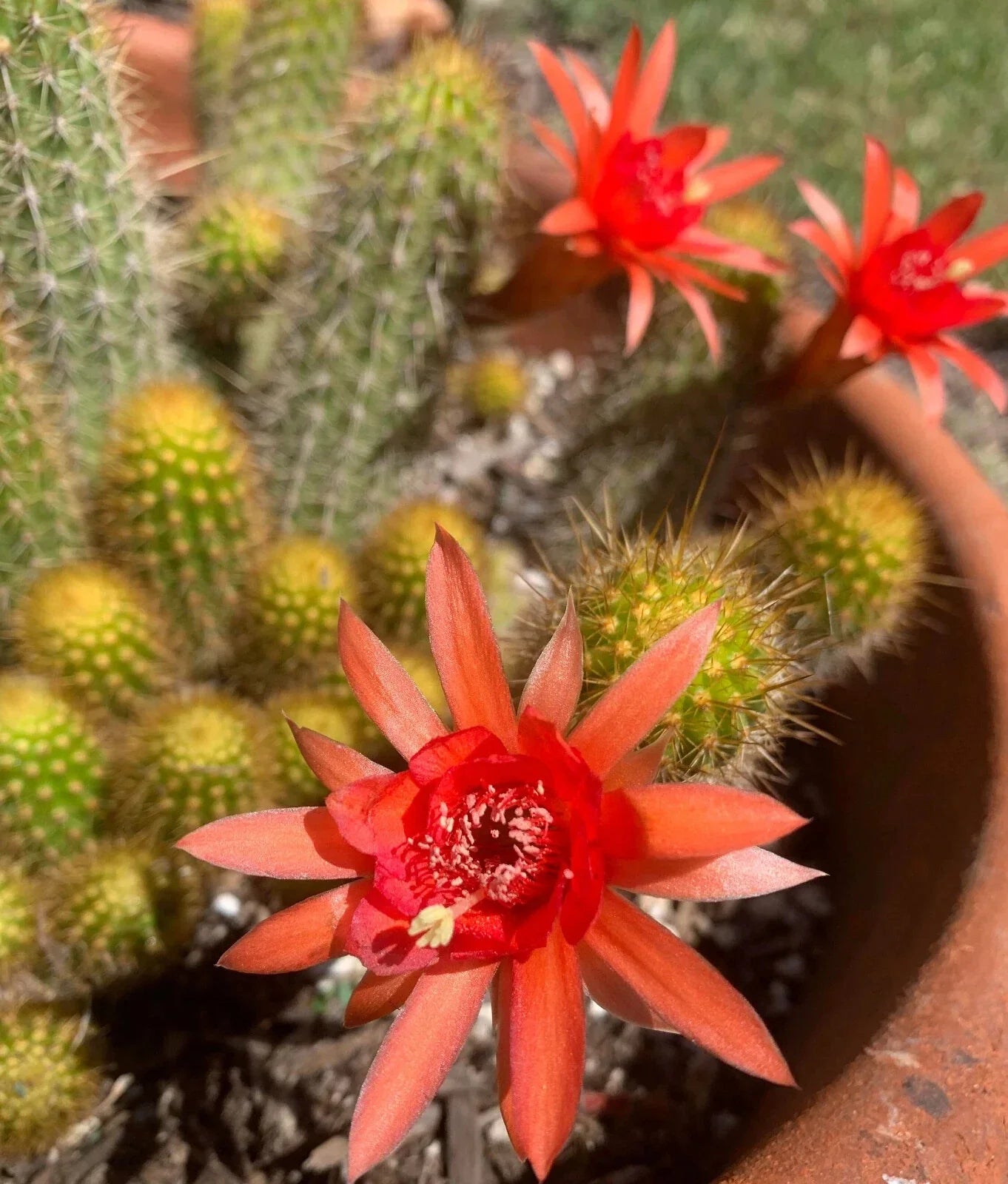 Large Hildewintera Hybrid Traisenblut Succulent Plant - Easy Growing, Rooted, Indoor/Outdoor Cactus Plant