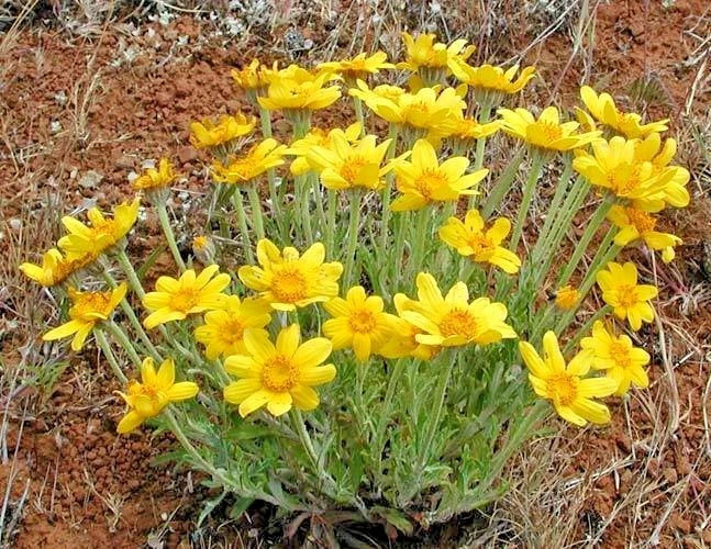 Oregon Sunshine Seeds - 300+ Wooley Sunflower - Native Wildflower for Drought & Poor Soils - Helianthus nodosus