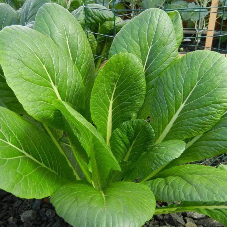 Komatsuna Mustard Spinach Seeds - 500+ Count - Asian Green (Brassica rapa) for 2025 Planting, USA Grown