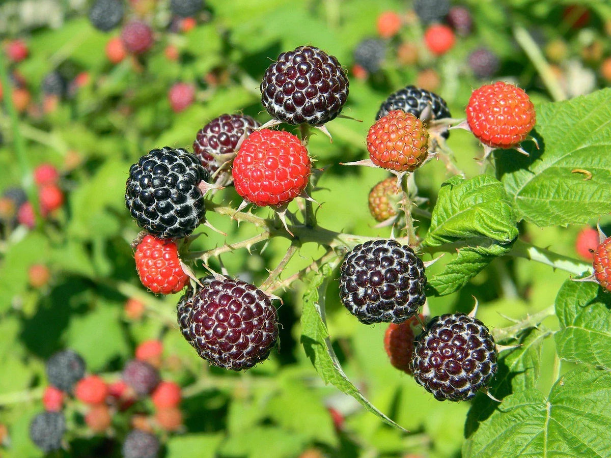 Black Raspberry Bush Seeds - 50 Pack, Sweet Flavor, Organic, Rubus occidentalis