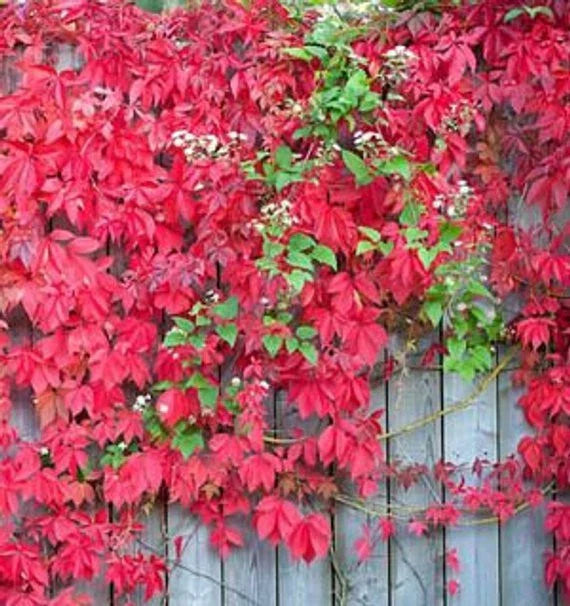 Virginia Creeper Perennial Live Rooted Cuttings - 3 Pack Ground Cover Hardy Vines (Parthenocissus quinquefolia)