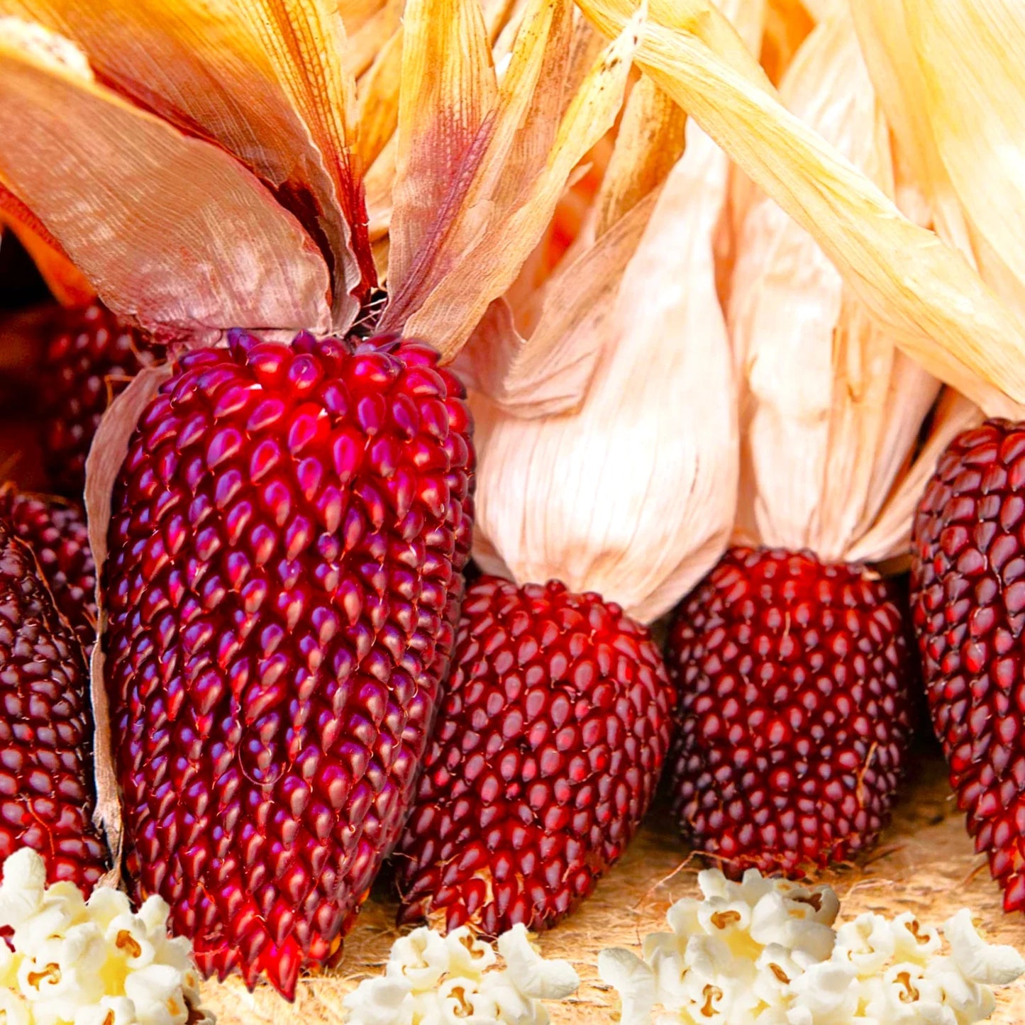 Strawberry Popcorn Seeds | Mini Red Popping Cherry Corn Seed | Ornamental Corn for 2025 | Zea mays Everta