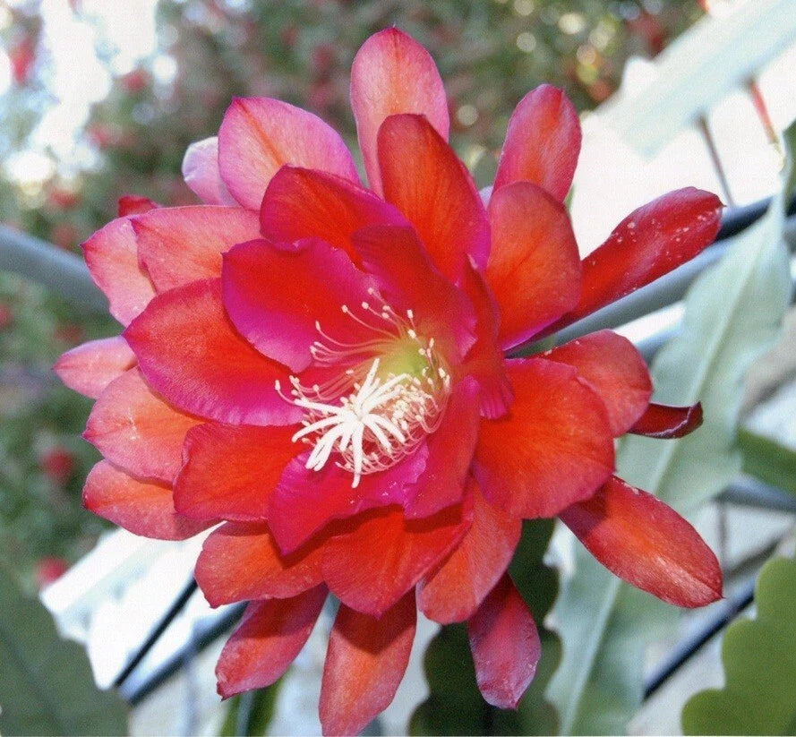 Epiphyllum Orchid Cactus Cutting - IGVAZU FALLS Variety - Don's Cuttings AUG/1