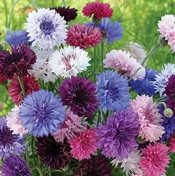 Cornflower Seeds Bulk Pack - Bachelor Button Heirloom Non-GMO 1500 Seeds - Centaurea cyanus