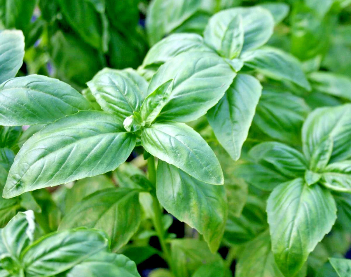 Organic Genovese Basil Seeds for Fresh Pesto - Perfect for Patio Containers - Summer Garden Herb
