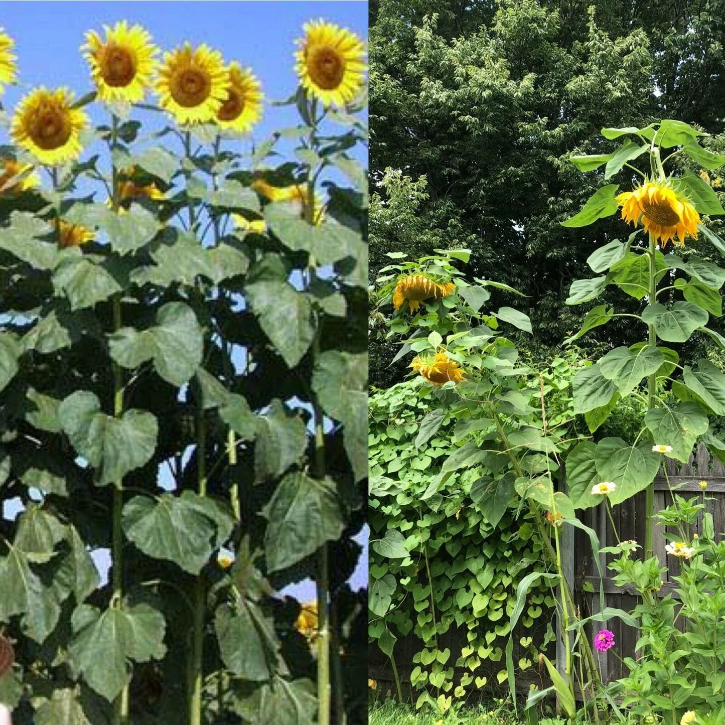 Mammoth Black Russian Sunflower Seeds - Organic Huge Annual Wildflower - Helianthus annuus - 26+ Seeds