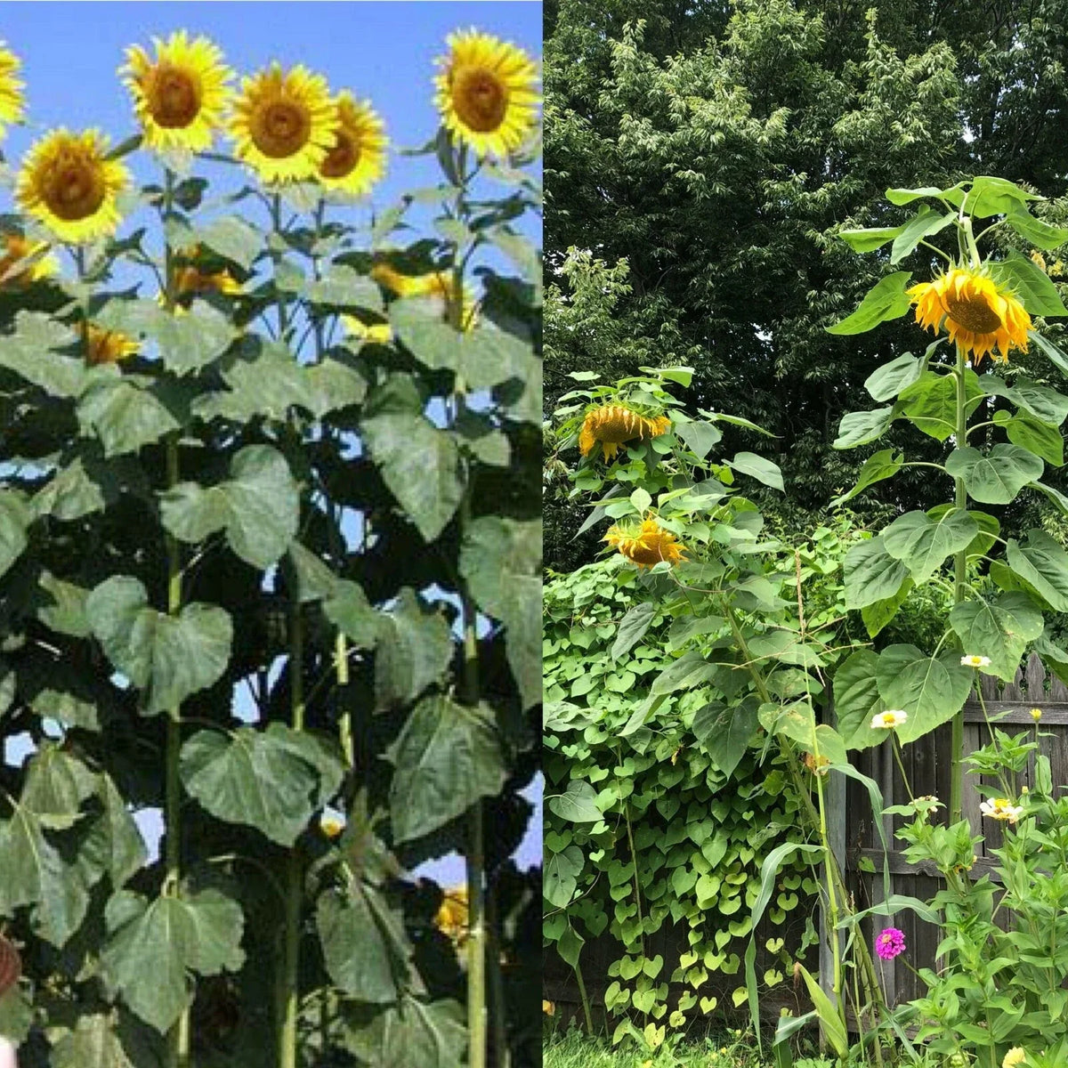 Mammoth Black Russian Sunflower Seeds - Organic Huge Annual Wildflower - Helianthus annuus - 26+ Seeds