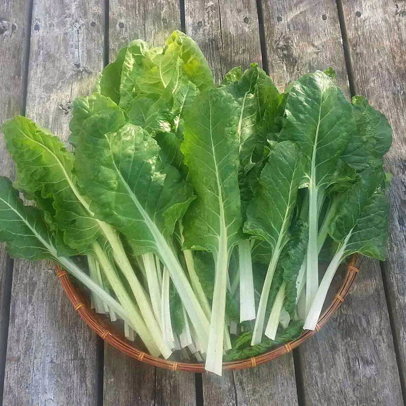 250 Swiss Chard Seeds - Fordhook Giant Non-GMO Heirloom - Beta vulgaris - Fresh USA Seller