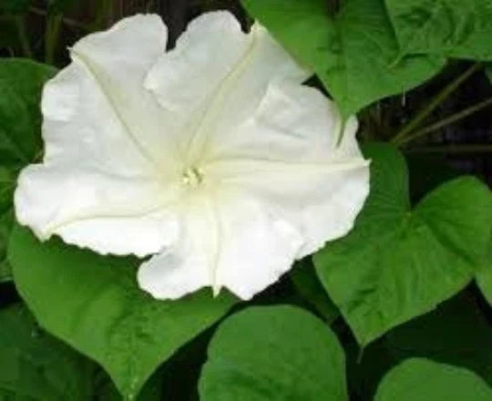 Moonflower Vine Seeds, 12 Seeds, White Flowers, Ipomoea alba, Ideal for Moon Gardens