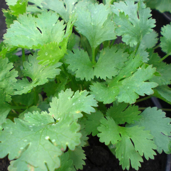 Coriander Seeds | Heirloom Non-GMO | Santo Cilantro | Coriandrum sativum