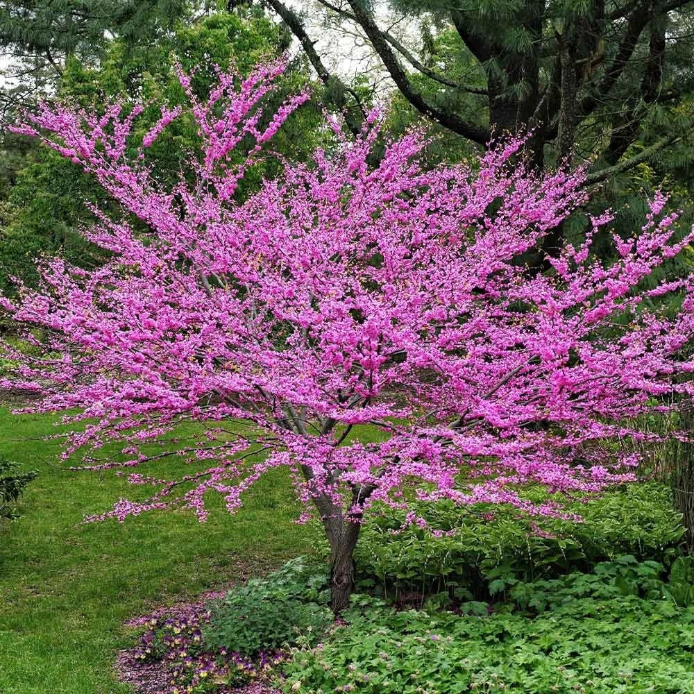 Eastern Redbud Tree Rooted Plant - Rosy Pink Spring Blooms - Cercis canadensis