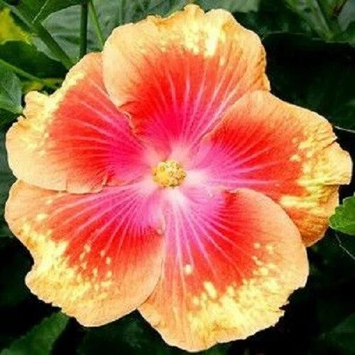 Hibiscus Seeds Pack of 20 - Pink Yellow Perennial Flower Seeds - Hibiscus rosa-sinensis