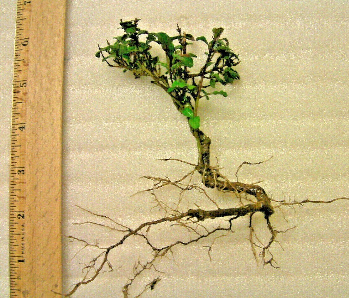 Mystery Evergreen Tree Pre-Bonsai Plant - Hardy Variety, Unknown Species, Indoor/Outdoor Gardening, Bonsai Starter