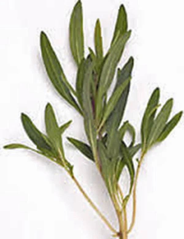 Summer Savory Herb Seeds - Heirloom Non-GMO Spice - 100+ Seeds for Garden Planting - Satureja hortensis