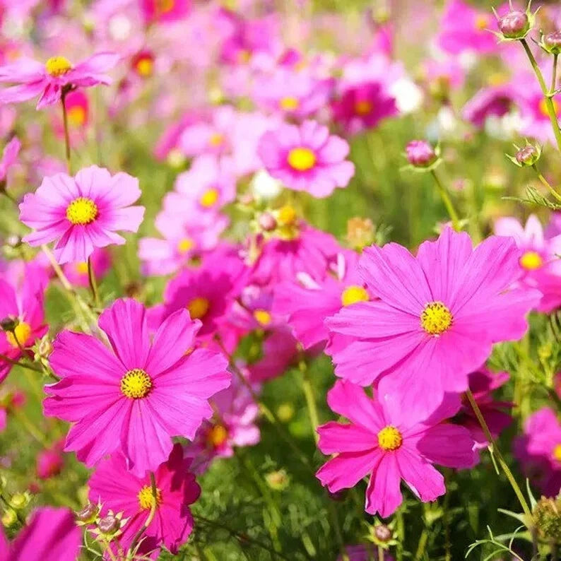 Cosmos Mix Seeds - 100 Organic Seeds - Colorful Variety - Cosmos bipinnatus - USA Grown, Ships Free