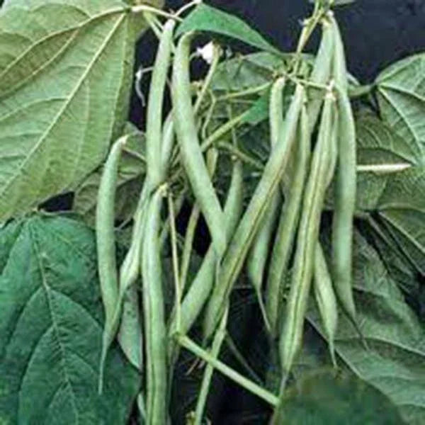 Blue Lake Bush Green Bean Seeds, Heirloom Variety, 20+ Seeds - Phaseolus vulgaris, Tasty Garden Beans