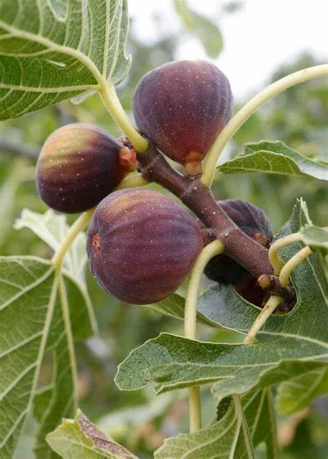 Fruiting Fig Tree - 'Olympian' - Ficus Carica - Indoor/Outdoor Plant - Edible Fruit - Easy Care Gardening
