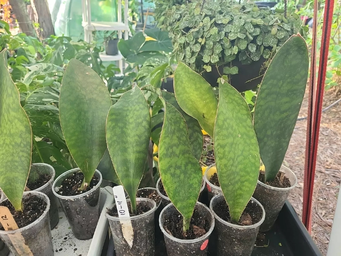 Sansevieria Masoniana Whale Fin Snake Plant 10-11" in 3.5" Pot Rooted Indoor Houseplant