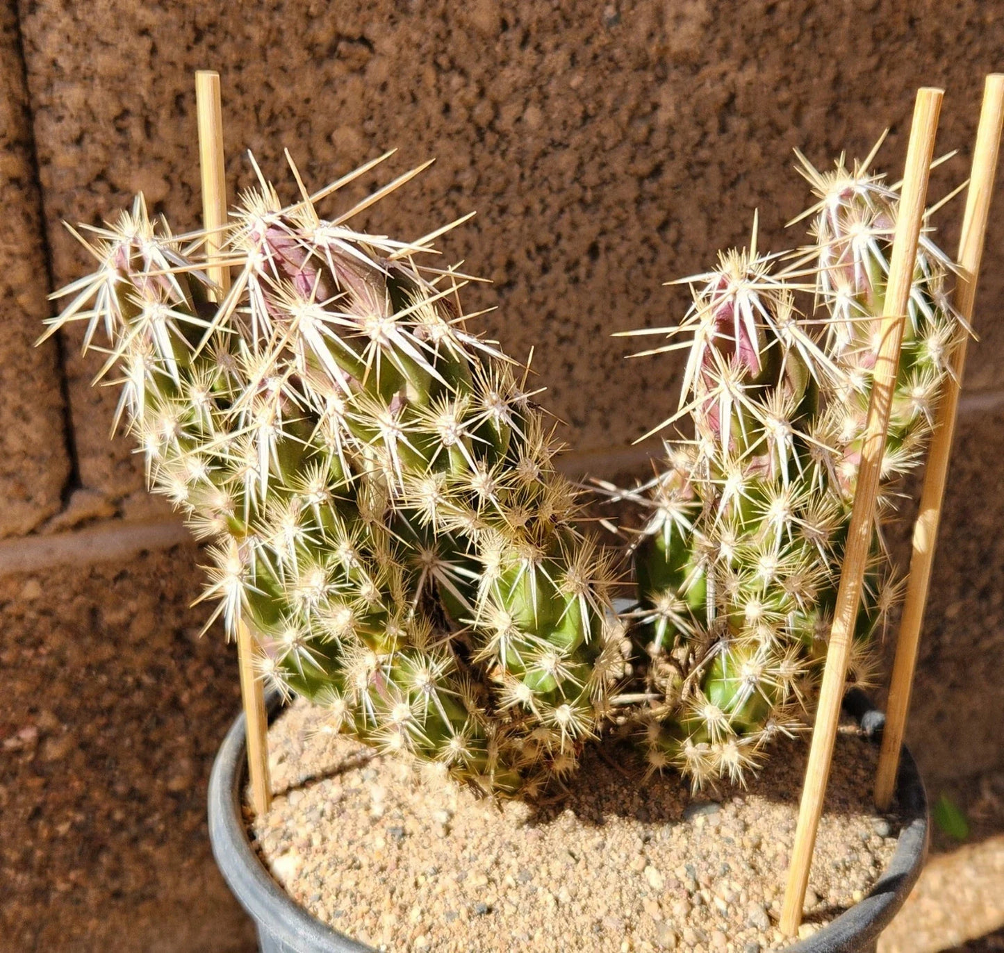 Grusonia Clavata Club Cholla Cactus Cutting - Live Plant Segment, Unique Desert Succulent, Drought-Tolerant Decor