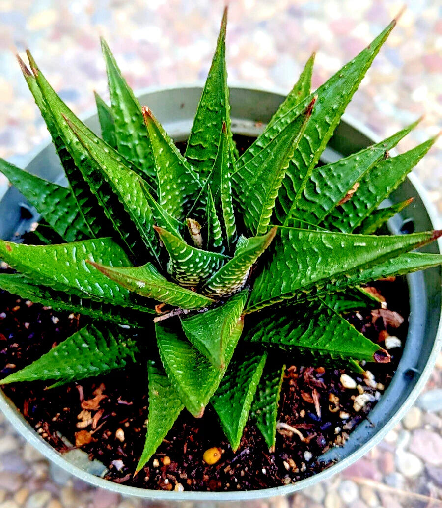 GASTERIA LIMIFOLIA - 6" Mature Fairy Washboard Spiral Plant - 5 Years Old Succulent Houseplant