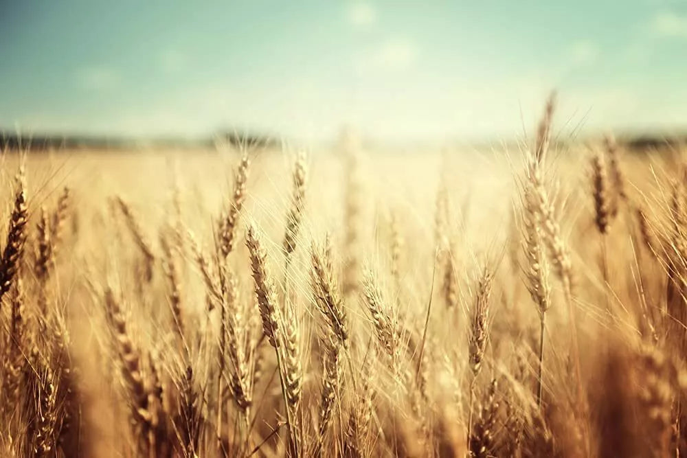 Wheat Cover Crop Seeds - 50 lbs - USA Grown - Triticum aestivum