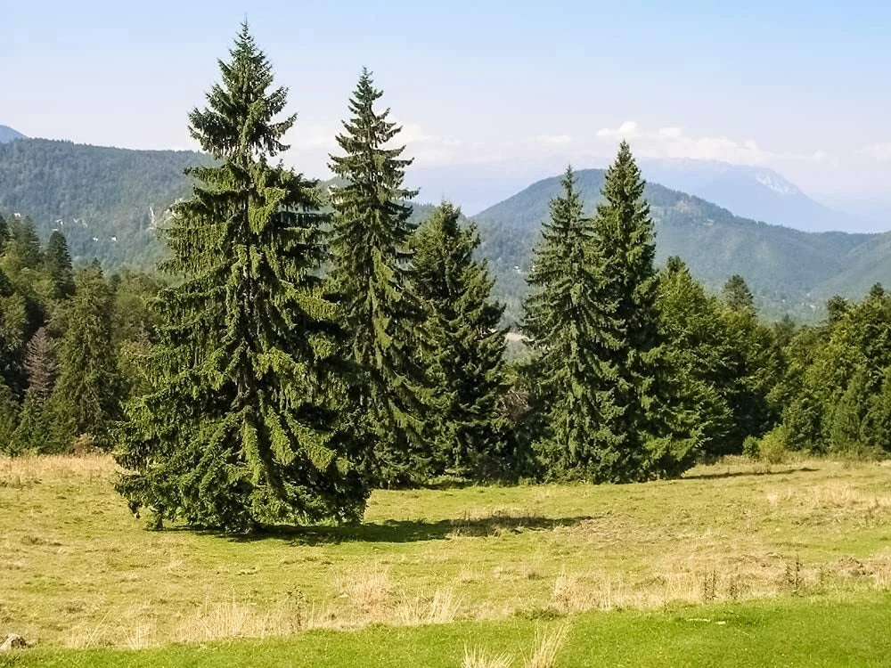 Norway Spruce Tree Seeds - 50 Seeds - Beautiful Evergreen - Picea Abies