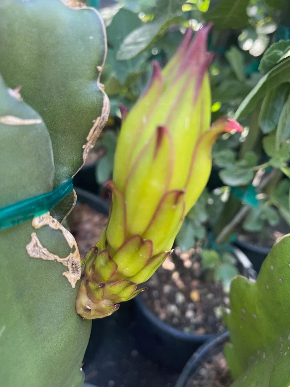 Colombian Yellow Dragon Fruit Cuttings – 8 Pieces – 7 Inch or Longer – True Pitahaya (Hylocereus megalanthus)