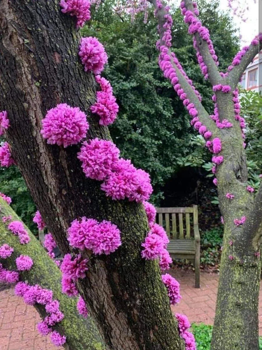 Judas Tree Seeds - 20 Pack - Flowering Tree Seeds for Planting - Cercis siliquastrum