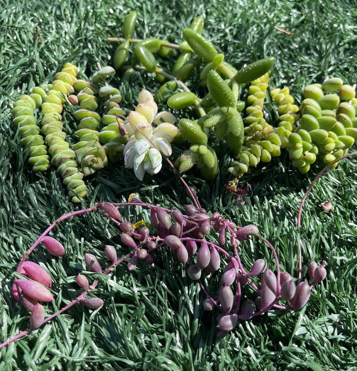 Succulent Cuttings - 7 Varieties - Easy to Grow Succulents - Perfect for Garden and Decor