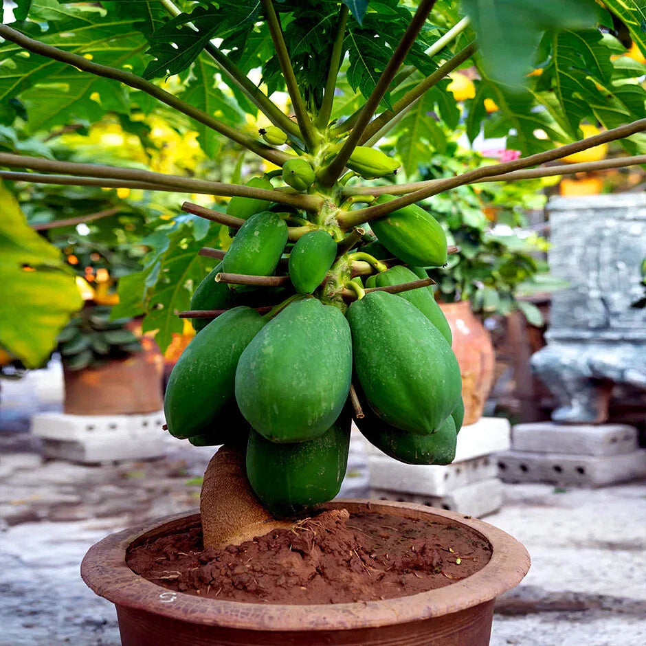 Dwarf Solo Waimanalo Tree Seeds - 50 Pack - Fast Fruiting Papaya - Carica Papaya - Ideal for Indoor Houseplant Gardening