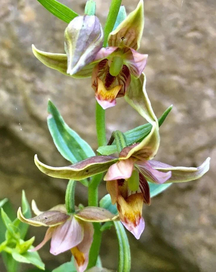 Adam & Eva Orchid Bare-Root Plant - Putty Root Variety - Ideal for Winter Care - Orchis spectabilis