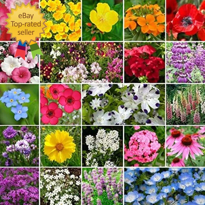 Wildflower Seed Mix 1 lb Non-GMO Partial Shade Seeds 520,000 Seeds Native Flower Blend