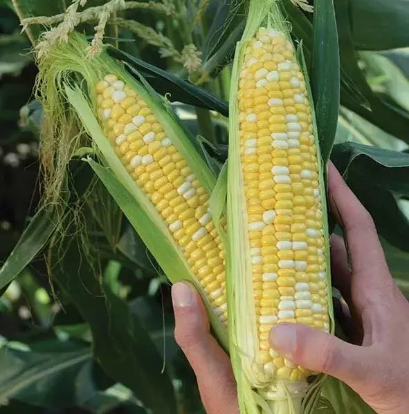 Peaches and Cream Sweet Corn Seeds - 1000+ Organic Hybrid Non-GMO - Zea mays