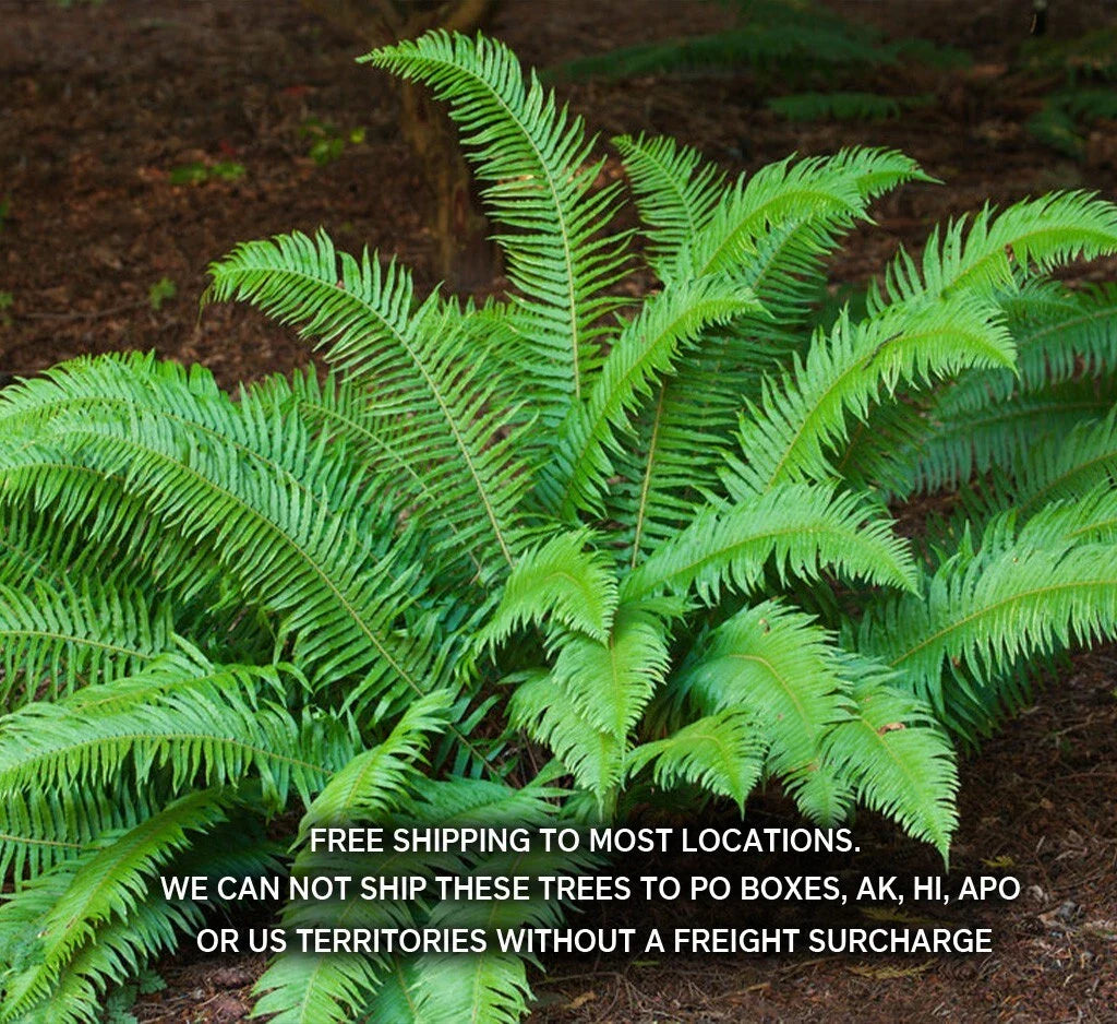 Large 3.5 Inch Potted Western Sword Ferns - Polystichum Munitum - Indoor Plant, Lush Green Foliage, Low Maintenance