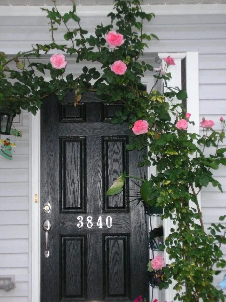 Queen Elizabeth Climbing Rose Cuttings - 4 Live Everblooming Scented Plants - Rosa 'Queen Elizabeth'