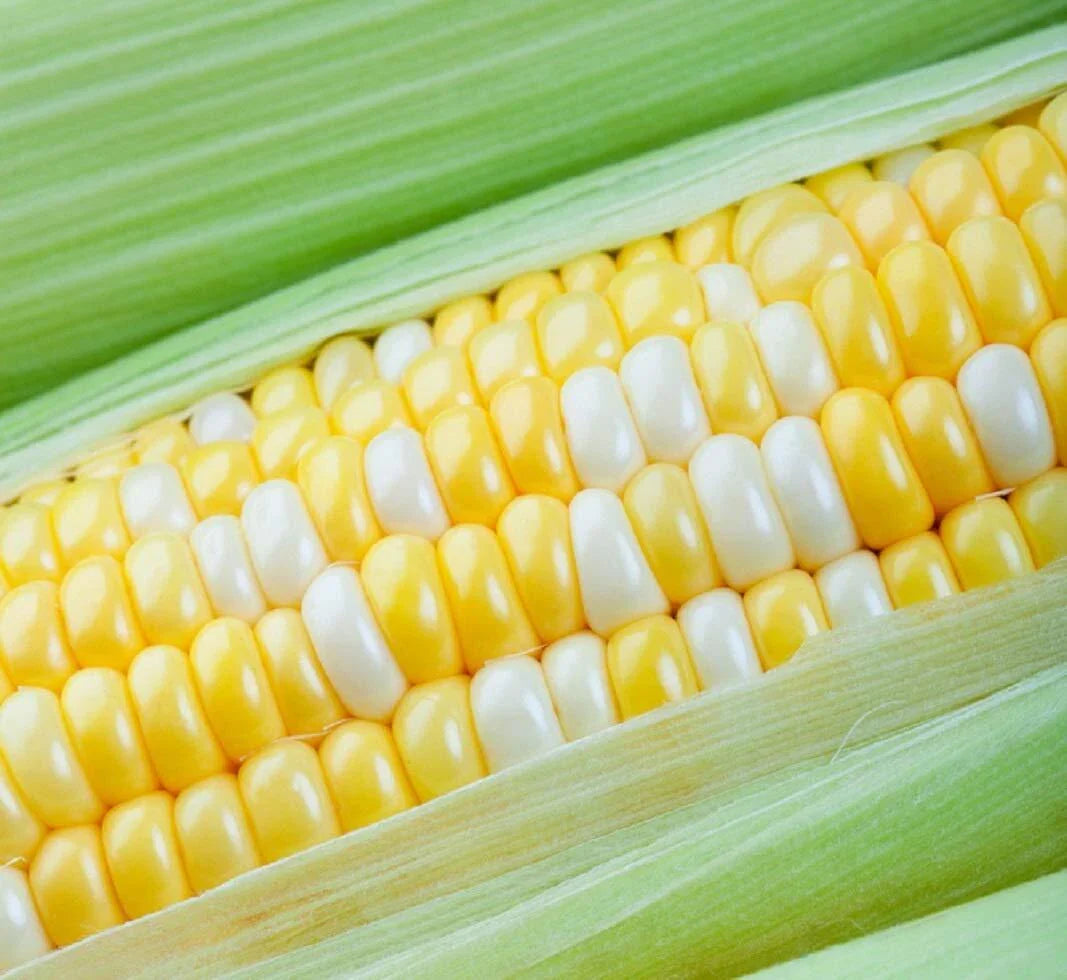 Peaches and Cream Sweet Corn Seeds - 75 Seeds - American Favorites - Zea mays
