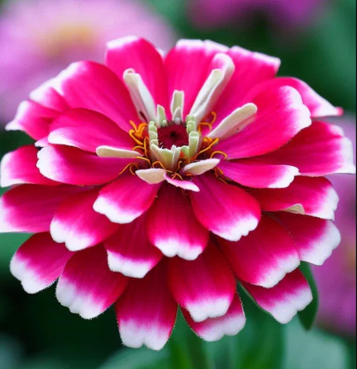 Zinnia Seeds - 100 Non-GMO Bi-Color Pink & White - Attracts Butterflies & Hummingbirds - Zinnia elegans