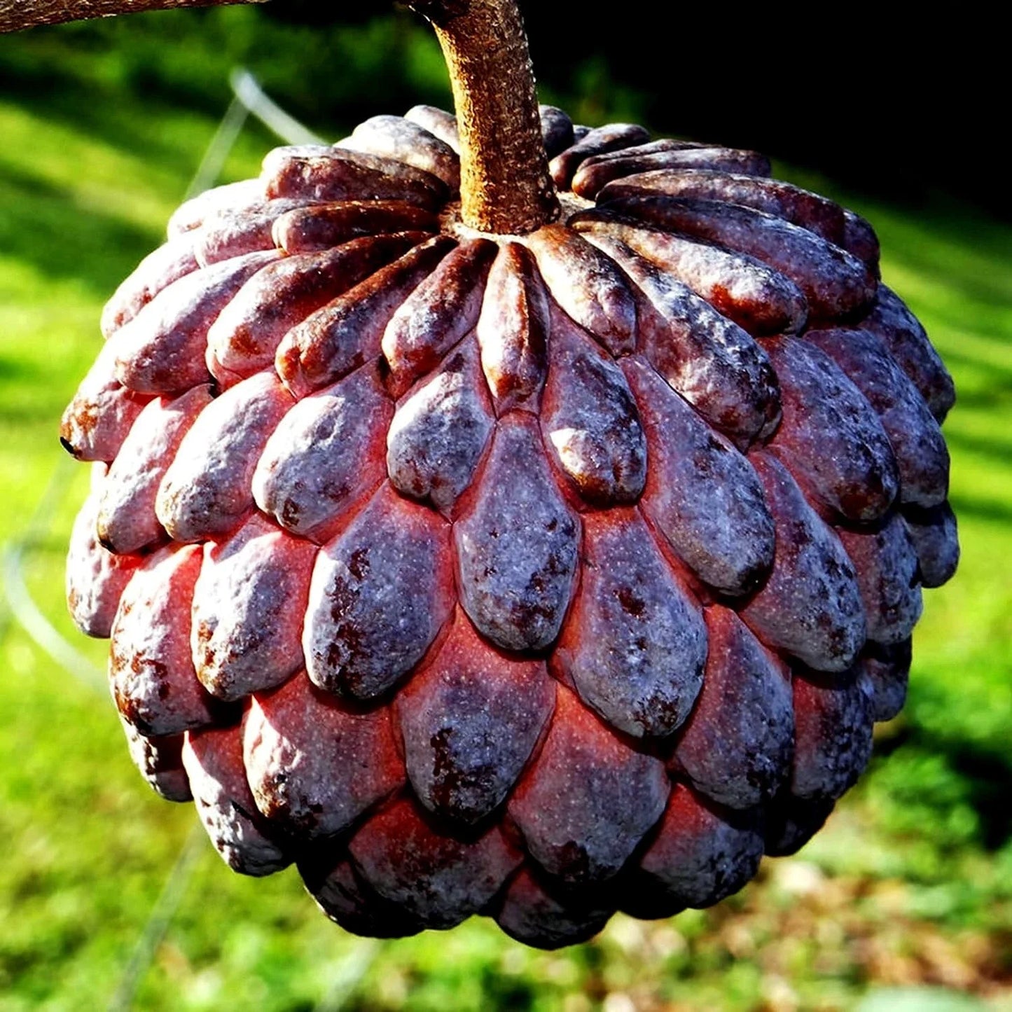 Thai Purple Sugar Apple Tree Seeds - 10 Pack - Annona squamosa - Rare Sweetsop Fruit Variety