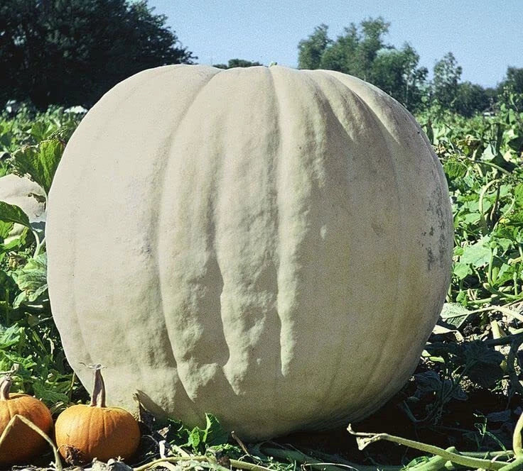 Show Winner White Giant Pumpkin Seeds | 10 Seeds | Easy to Grow, Gourd Variety | Cucurbita maxima