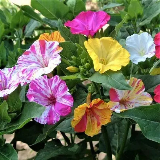 Four O’Clock Seeds - Bi-Color Annual Heirloom for Hummingbirds - Non-GMO - 25 Seeds - Mirabilis jalapa